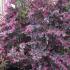 Rare, tall Loropetalum Chinense Fire Dance shrubs to buy online, UK