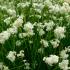 Luzula Nivea or Snowy Woodrush White Flowering Perennial for Shade for sale online UK