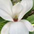 Stunning white flowers with a delightful fragrance. Ideal for adding charm and elegance to your outdoor space.