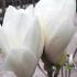 Magnolia Alba Superba - perfect for small to medium gardens buy online UK