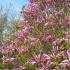 Magnolia Betty, Kosar-DeVos large flowering Magnolia hybrid