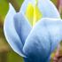 Magnolia Acuminata Blue Opal single flower, rare and unusual blue flowering Magnolia buy UK