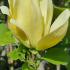 Rare Yellow flowering Magnolia Butterflies, small tree with yellow goblet shaped flowers in late Spring