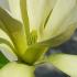 Close up of Yellow Magnolia Butterflies showing stamens and goblet shaped flower