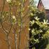 April flowering - yellow Magnolia Butterflies small tree in a country garden