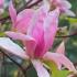 Magnolia Daybreak, pink goblet shaped flowers in early Spring