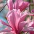 Buy Magnolia Galaxy, a compact deciduous tree, with very large, fragrant pink blooms in Springtime, a stunning ornamental tree for sale online UK delivery.