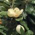 Magnolia Grandiflora aka Bull Bay tree, evergreen tree with huge fragrant blooms in summer, buy UK