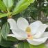 Magnolia grandiflora tree with white fragrant flowers 