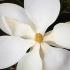 Magnolia Grandiflora Little Gem flowering - large white waxy blooms and scented fragrance, buy UK.