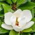 Magnolia Grandiflora Maryland is an Evergreen and Compact Magnolia tree. Buy Magnolias online, UK delivery