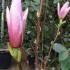 Spring flowering Magnolia Heaven Scent shrubs for sale online with UK delivery.