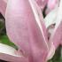 Magnolia Henry Kern, pink conical flowers in April, shrub and multi-stemmed trees for sale online, UK delivery