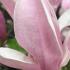 Magnolia Henry Kern, pink conical flowers in April, shrub and multi-stemmed trees for sale online, UK delivery