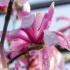 Magnolia Leonard Messel tree with soft pink star shaped flowers