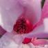 Magnolia Leonard Messel tree in full bloom with pink and white flowers