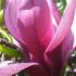 Magnolia Lilliflora Nigra or Black Lily Magnolia for sale online UK