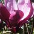 Magnolia Liliiflora Nigra is also called Black Lily Magnolia for sale online at our UK plant centre.