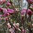 Magnolia Liliflora Susan just about to burst into bloom