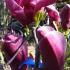 Black Lily Magnolia plants for sale online with UK delivery