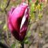 Beautiful Magnolia Lilliflora Nigra buds in Springtime, for sale online UK