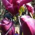 Black Lily Magnolia for sale online at our London garden centre, UK