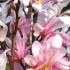 Magnolia Loebneri Leonard Messel, specialist magnolia nursery, London and Online UK