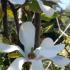 Magnolia X Loebneri Merrill is sometimes called Magnolia Merrill - for sale at our London plant centre.