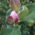 Magnolia March Till Frost Ornamental Flowering Tree.