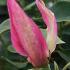 Magnolia Pink Pyramid Ornamental Tree for Small Gardens