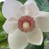 Magnolia sieboldii deciduous tree with white fragrant flowers