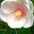 Magnolia Sieboldii, Magnolias and Camellias, Shrubs UK