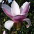 Magnolia Soulangeana flowering in Springtime, Magnolia shrubs for sale with UK delivery