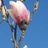 Magnolia Soulangeana flower and buds on bare stems in Spring