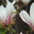 Flowering Saucer Magnolias for Sale in London and online UK