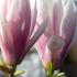 Magnolia soulangeana tree with large pink and white flowers