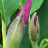 Magnolia Soulangeana Rustica Rubra pinky-red flowering