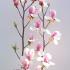 Featuring stunning pink and white blooms on a compact, elegant tree