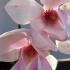 Fragrant pink and white flowers on a graceful compact tree.