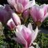 Magnolia Soulangeana Satisfaction - for sale online at our UK plant centre, UK