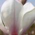 Magnolia Alba Soulangeana Superba Tree for sale in our London garden centre