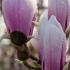 Magnolia soulangeana Superba tree with large pink and white spring flowers