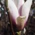 Magnolia Soulangeana Superba trees for sale online UK