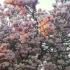 Magnolia Soulangeana in full bloom, London garden centre