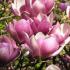 Magnolia Soulangeana Satisfaction - a compact tree & profuse bloomer 