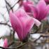 Magnolia Spectrum, a striking variety of magnolia with large showy pink-red spring flowers with a goblet shape.