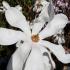 Magnolia stellata compact tree with star shaped white flowers