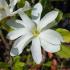 Magnolia Stellata or star magnolia for sale online from magnolias specialist nursery London - UK deliveries. 