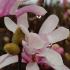 Pink flowering Magnolia Stellata, showing profuse flowering at our plant nursery buy UK