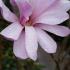 Magnolia Stellata Rosea. Pink Magnolias flowering at our garden centre, for sale online UK